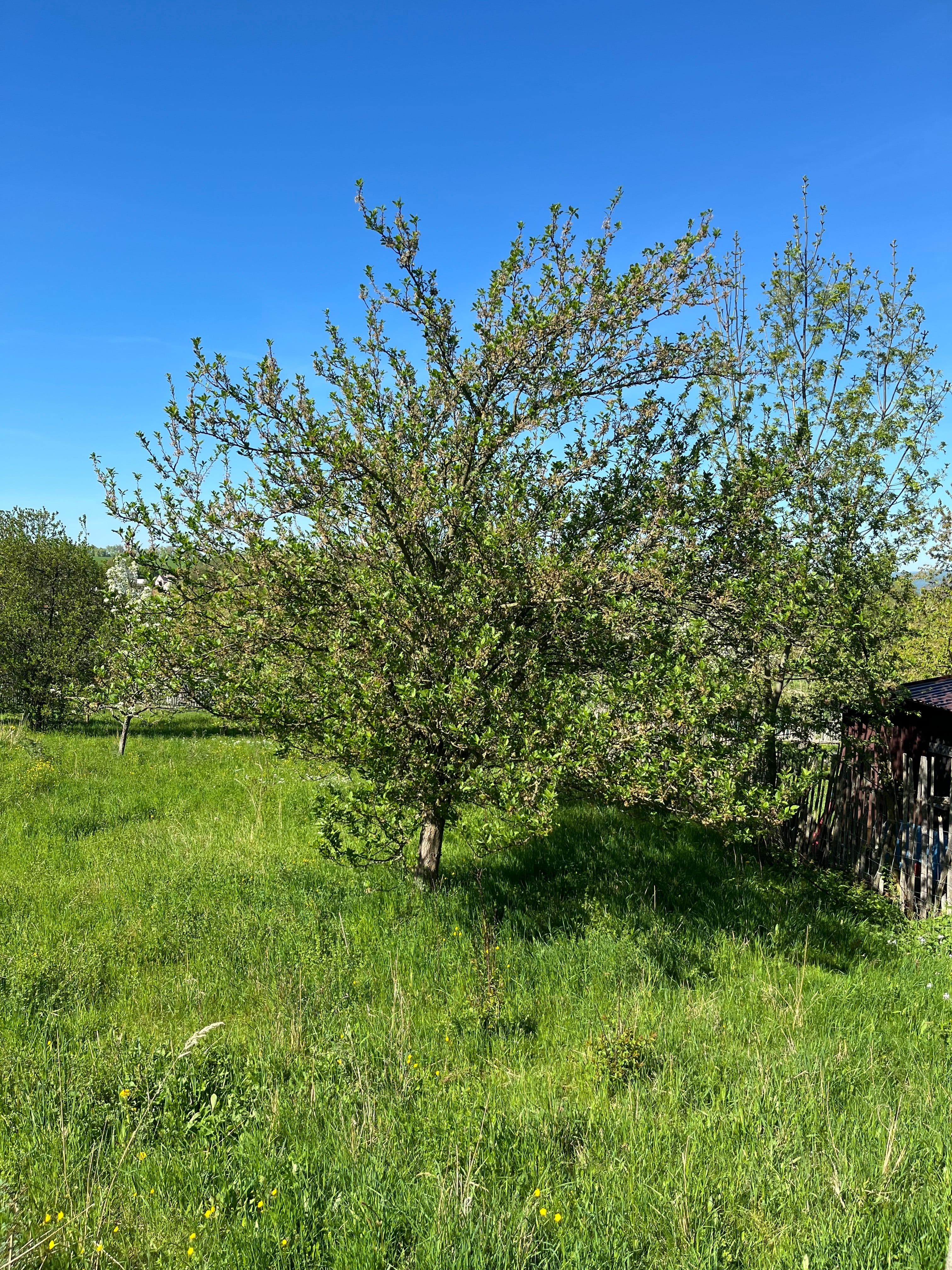 Pozemek 🏡 Dlouhodobý pronájem pozemku se zelení – Křemačov u Mohelnice