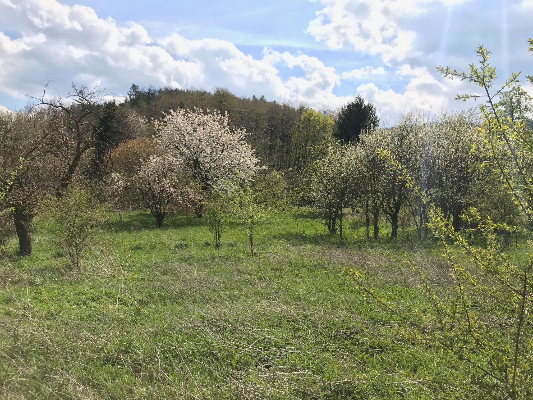 Pozemek 🏡 Pronájem dvou sousedních pozemků v podhůří Rychlebských hor