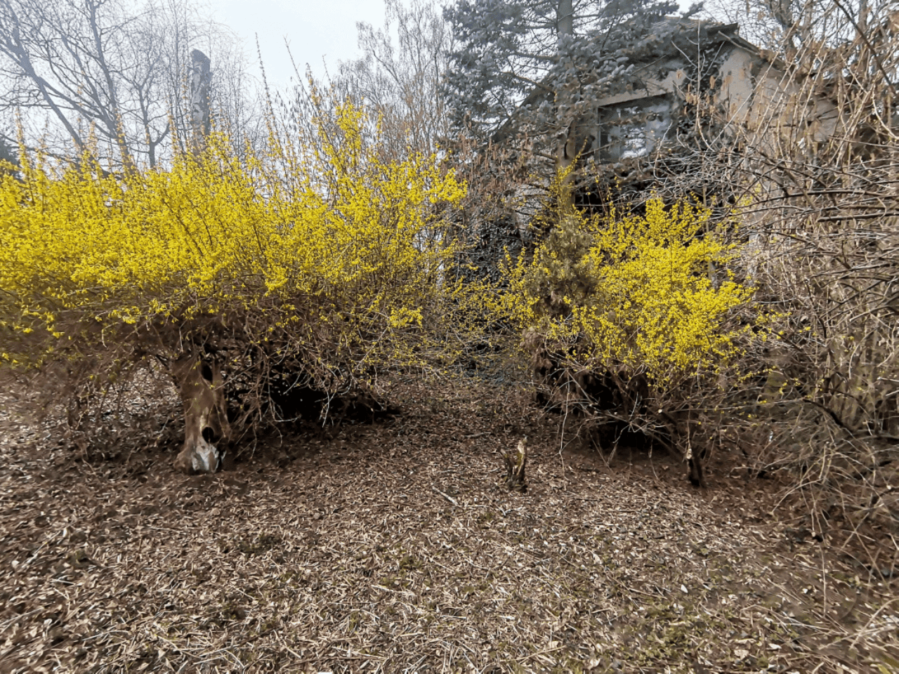 Pozemek 🏡 Pronájem kouzelného stavebního pozemku ve Velkých Popovicích – oáza klidu v přírodě! Pozemek 🏡 Pronájem kouzelného stavebního pozemku ve Velkých Popovicích – oáza klidu v přírodě!