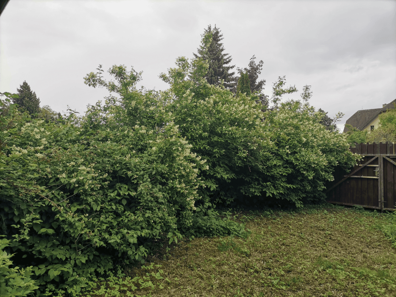 Pozemek 🏡 Pronájem kouzelného stavebního pozemku ve Velkých Popovicích – oáza klidu v přírodě! Pozemek 🏡 Pronájem kouzelného stavebního pozemku ve Velkých Popovicích – oáza klidu v přírodě!