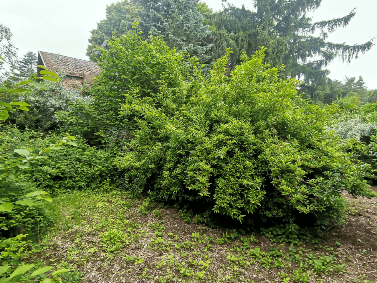 Pozemek 🏡 Pronájem kouzelného stavebního pozemku ve Velkých Popovicích – oáza klidu v přírodě! Pozemek 🏡 Pronájem kouzelného stavebního pozemku ve Velkých Popovicích – oáza klidu v přírodě!