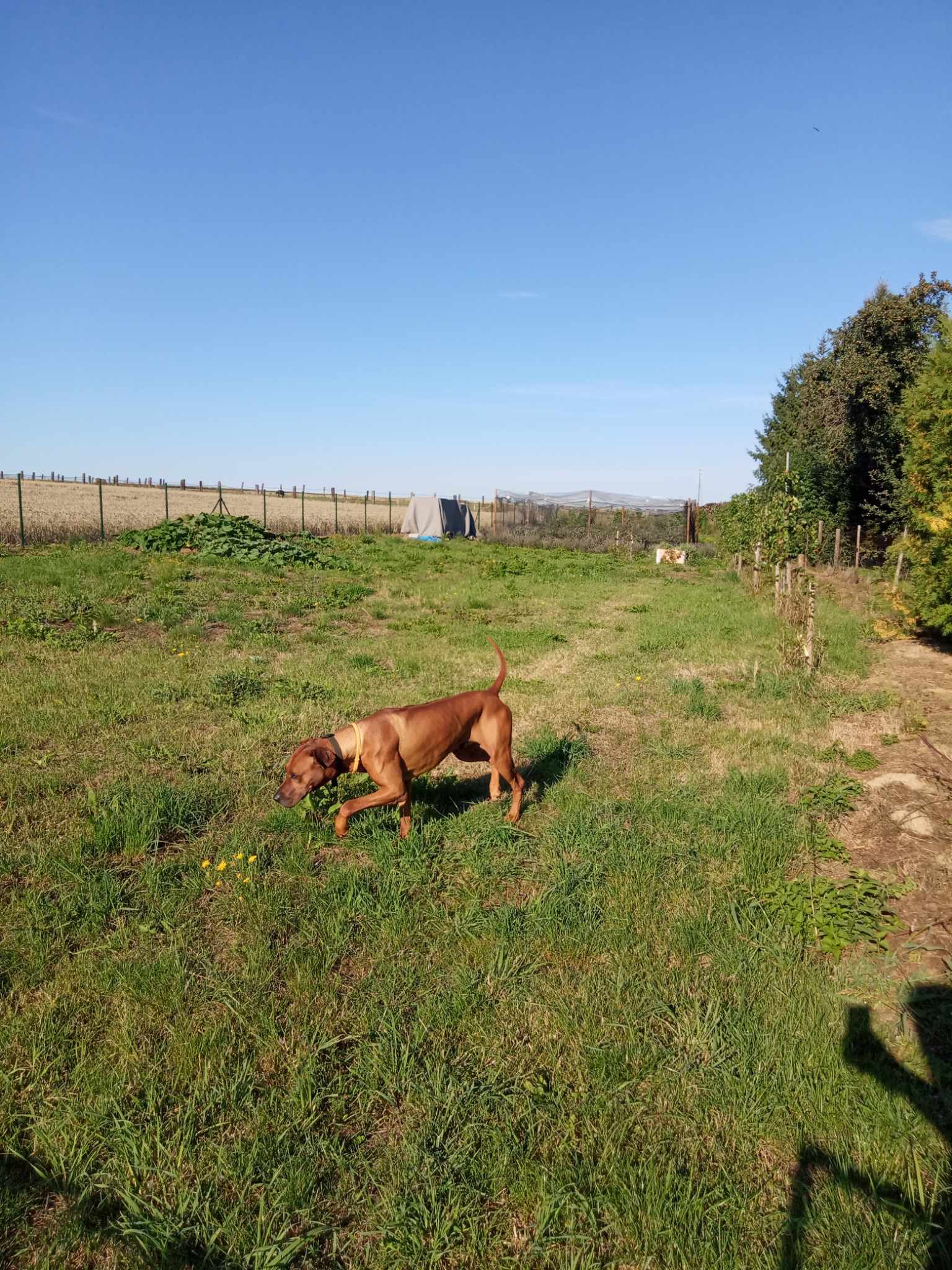 Pozemek Pozemek pro váš vlastní tiny house v srdci Miletína u Onomyšle Pozemek Pozemek pro váš vlastní tiny house v srdci Miletína u Onomyšle