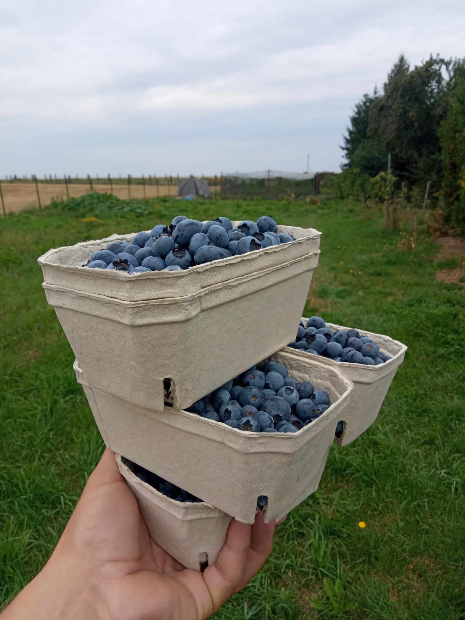 Pozemek Pozemek pro váš vlastní tiny house v srdci Miletína u Onomyšle Pozemek Pozemek pro váš vlastní tiny house v srdci Miletína u Onomyšle